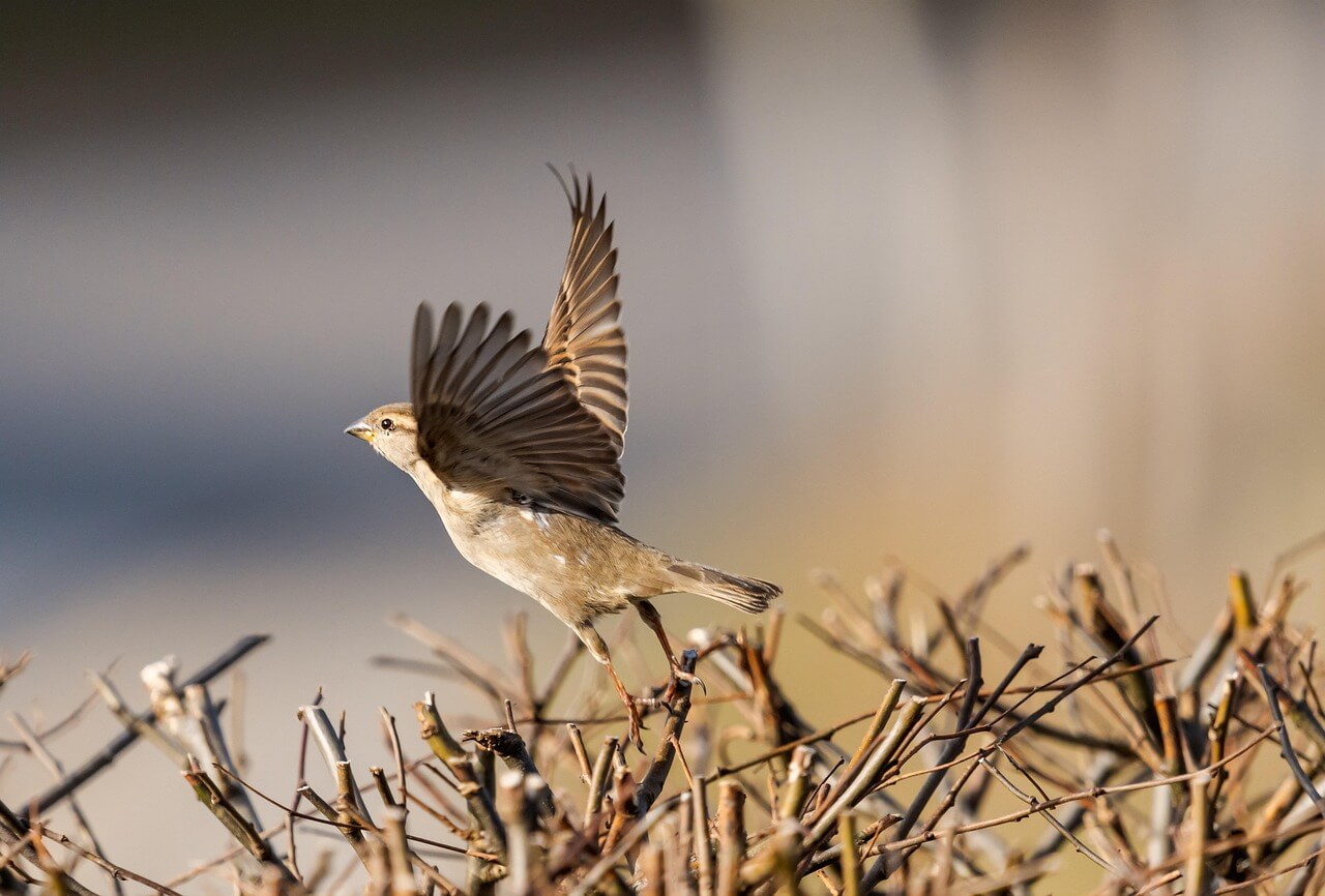 Choisir la pleine conscience pour prendre son envol Oiseau prenant son envol