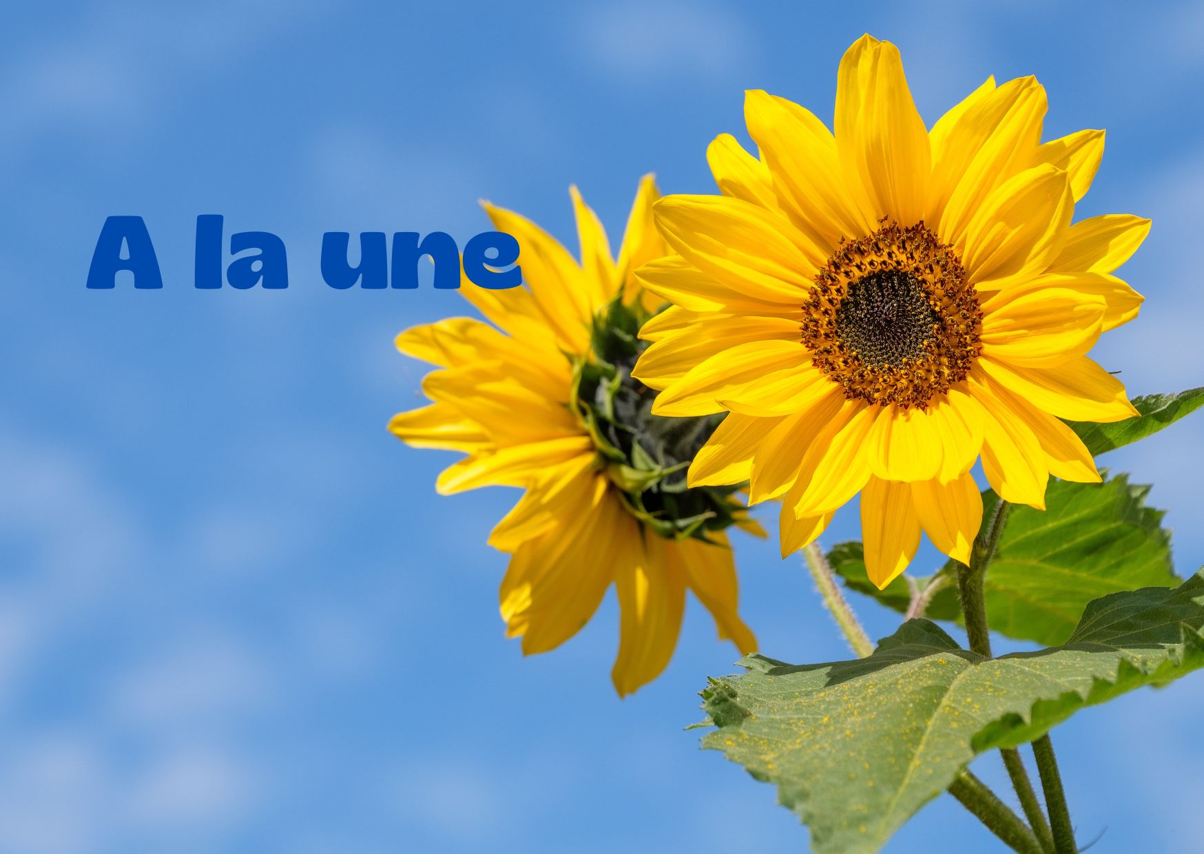 Info MBSR et Sophrologie Acouphenes Image pour info importantes